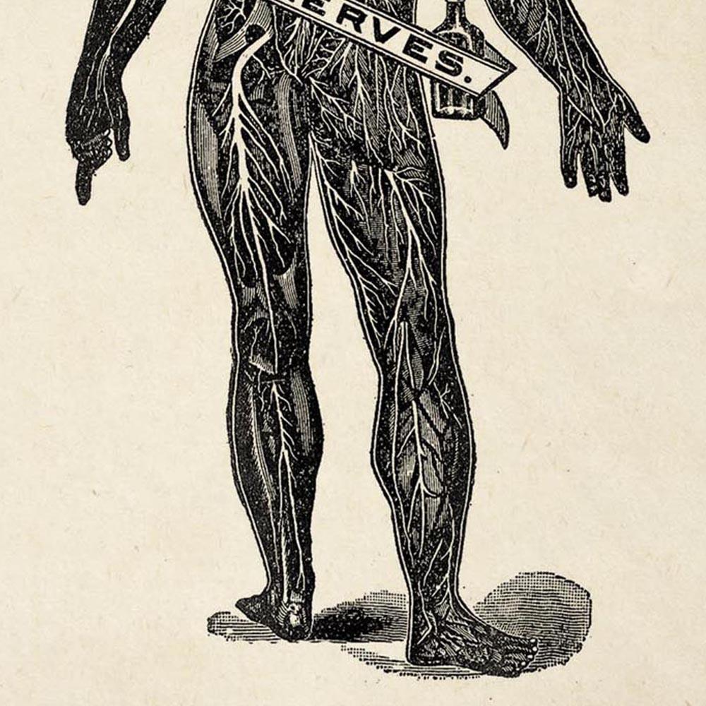Antique Human Nerves Poster