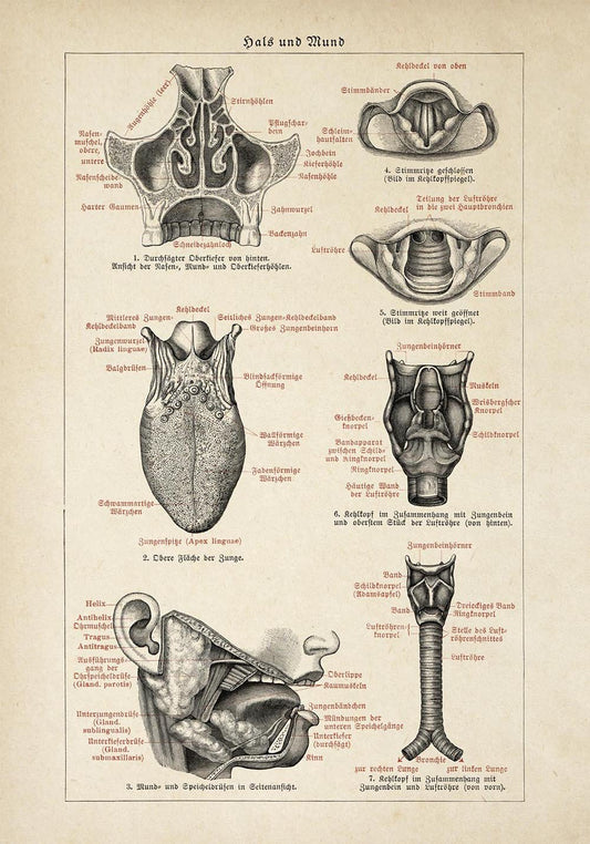 Antique Human Mouth Chart Poster