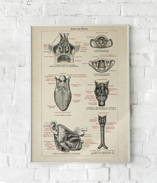 Antique Human Mouth Chart Poster
