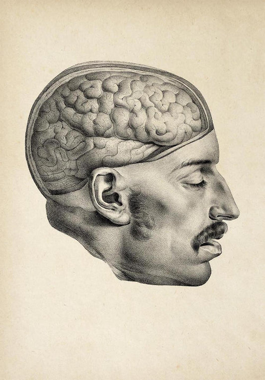 Antique Moustache Human Brain Poster