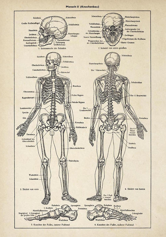 Antique Human Skeleton II Poster