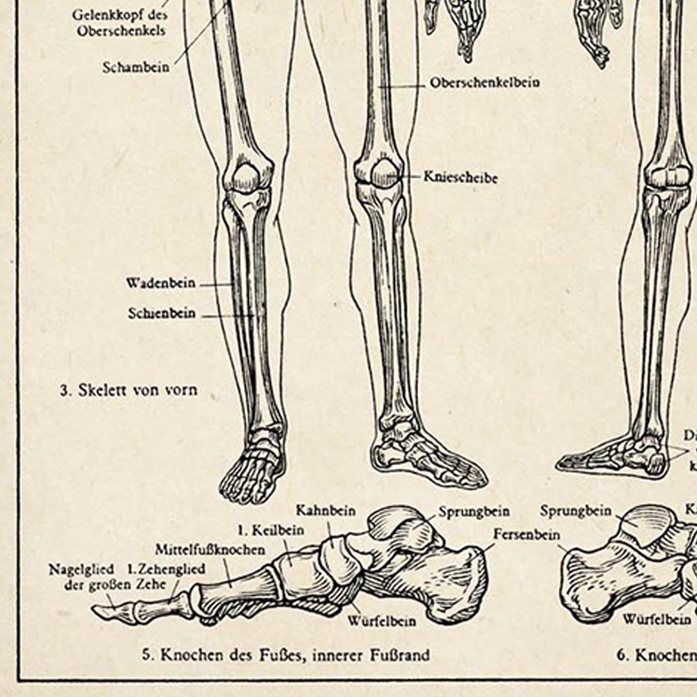 Antique Human Skeleton II Poster