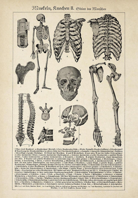 Antique Human Bones Chart Poster