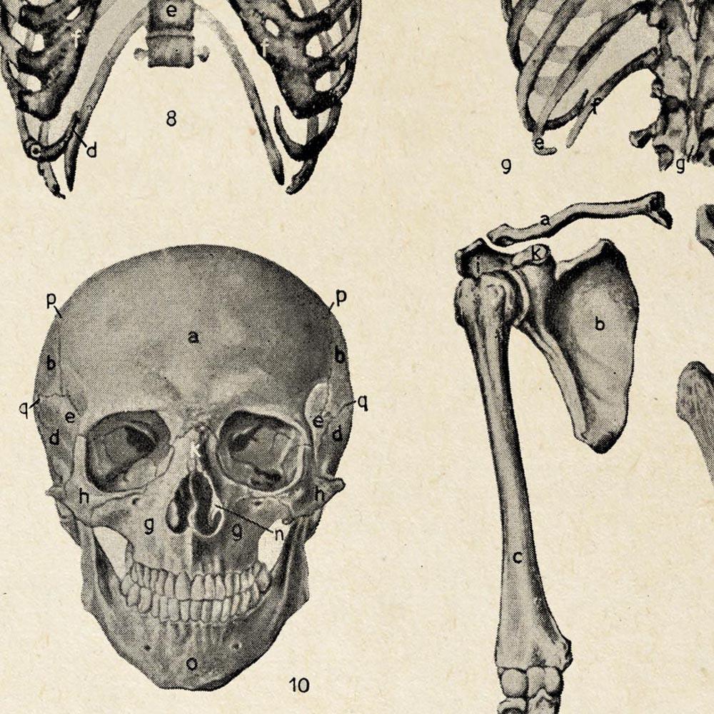 Antique Human Bones Chart Poster