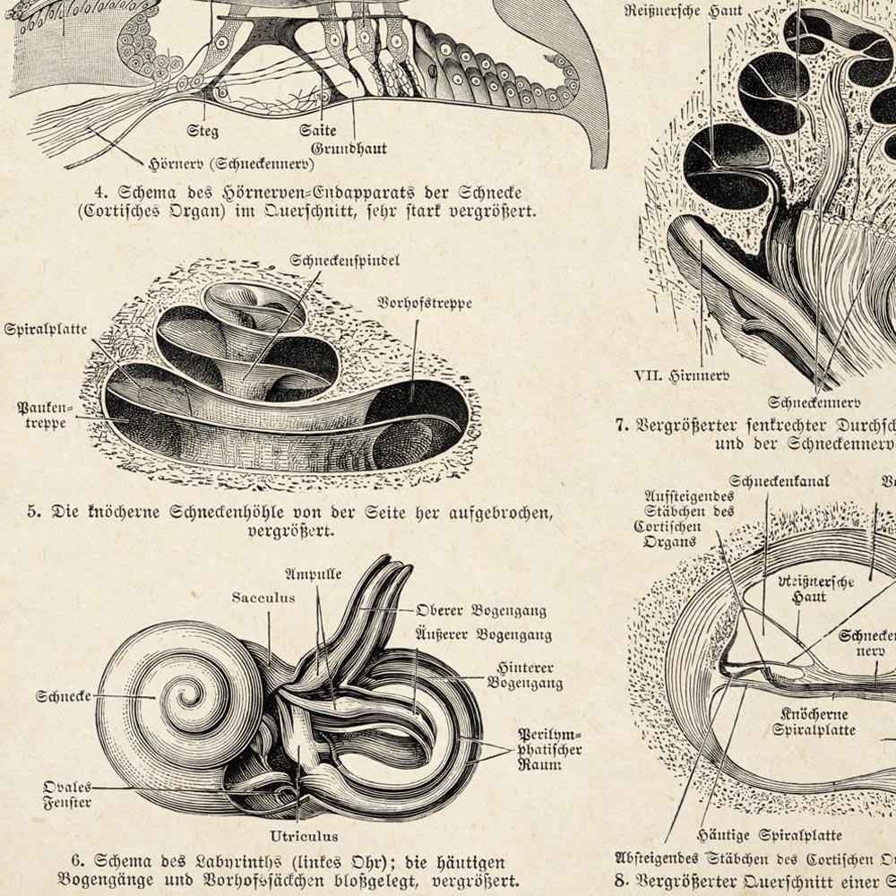 Antique Human Ear Chart Poster