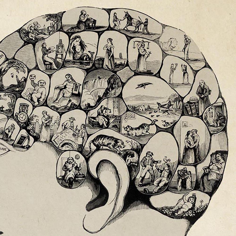 Antique Phrenological Chart Poster