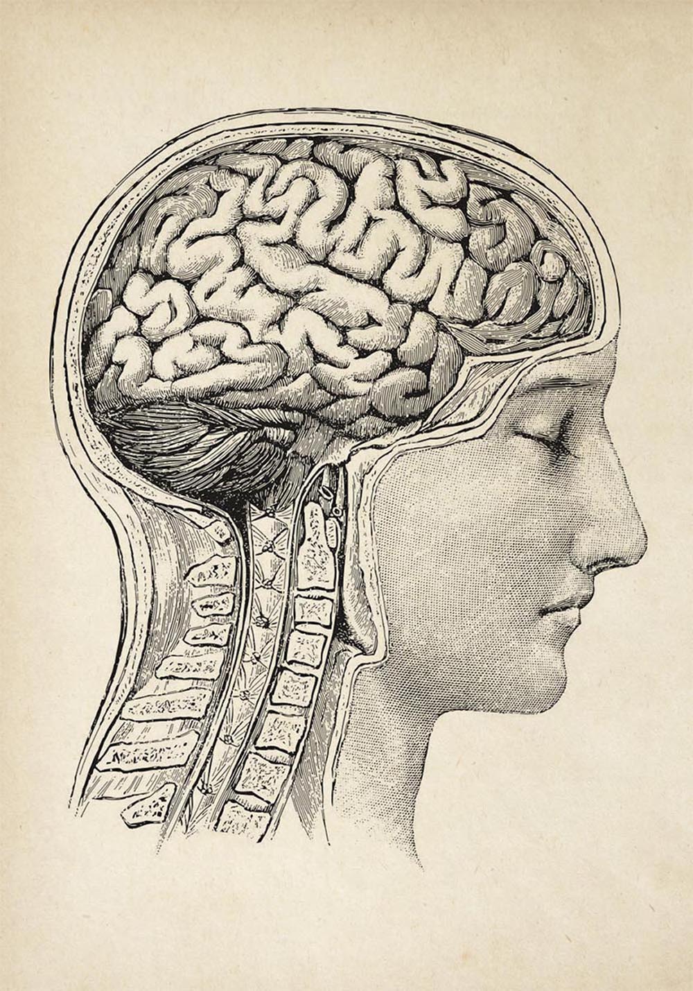 Antique Human Brain I Poster