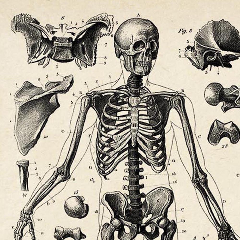 Antique Three Skeleton Poster