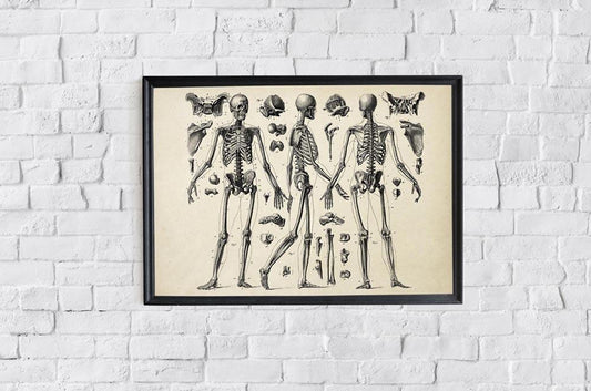 Antique Three Skeleton Poster