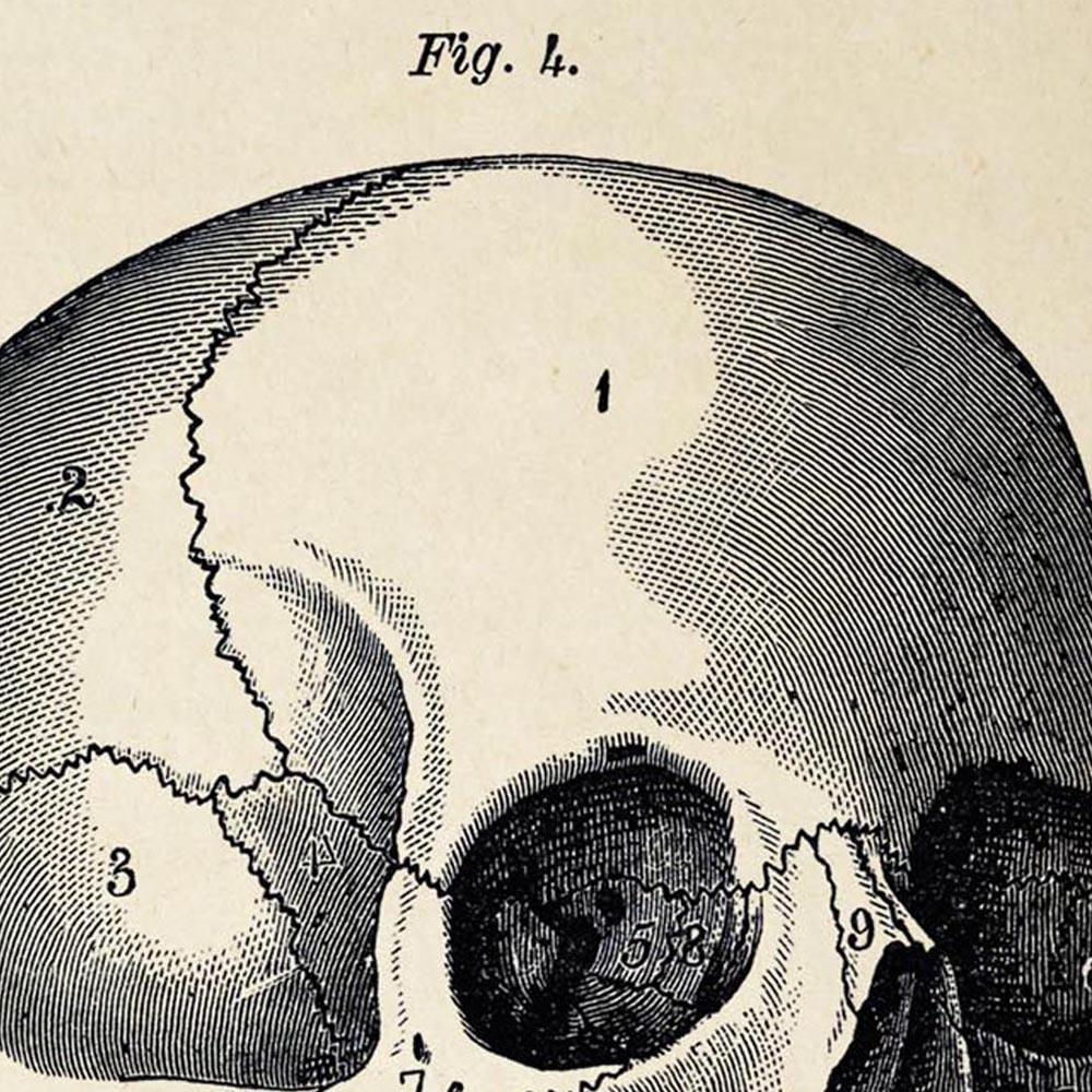 Antique Skull Poster