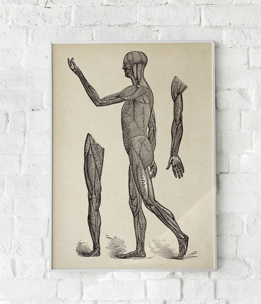 Antique Human Muscles Poster