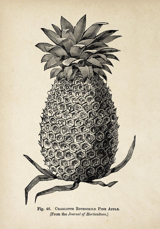 Antique Pineapple Poster