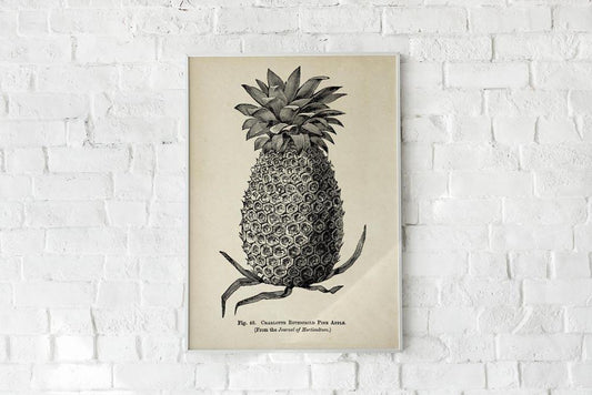 Antique Pineapple Poster