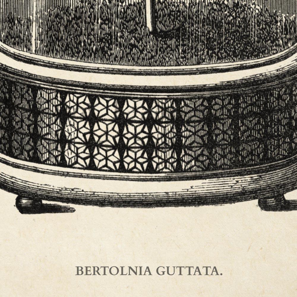 Antique Bertolnia Guttata Plant Poster