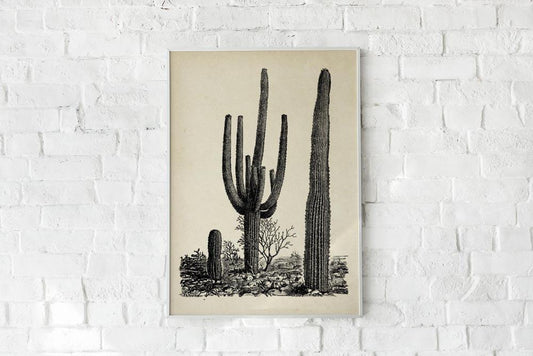 Antique Cactus Plant Poster