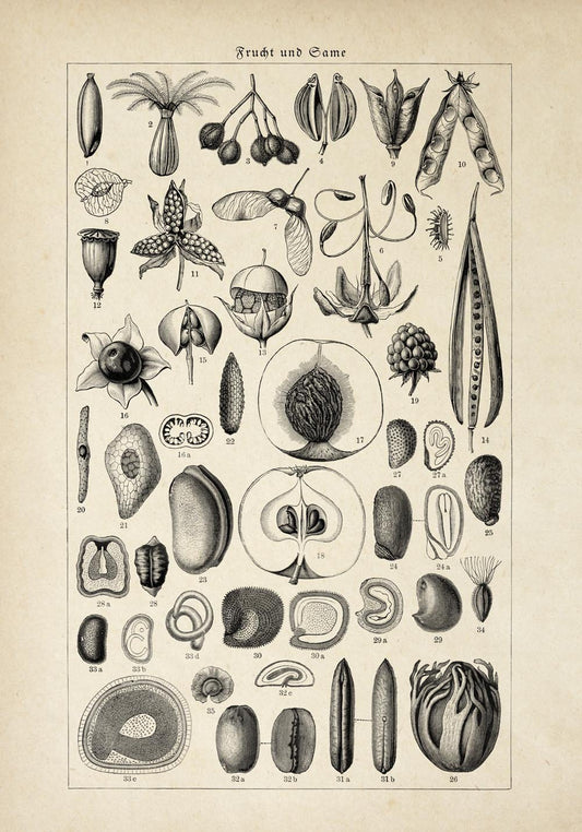 Antique Fruit and Seeds Poster