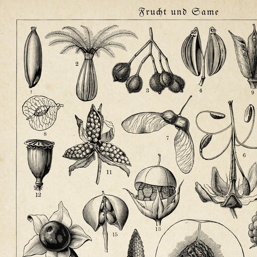 Antique Fruit and Seeds Poster