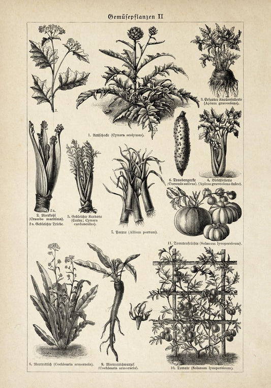 Antique Vegetable Chart II Poster
