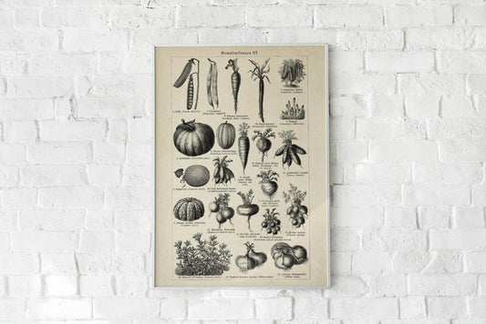 Antique Vegetable Chart III Poster