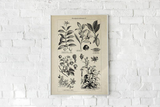 Antique Plant Seeds Poster