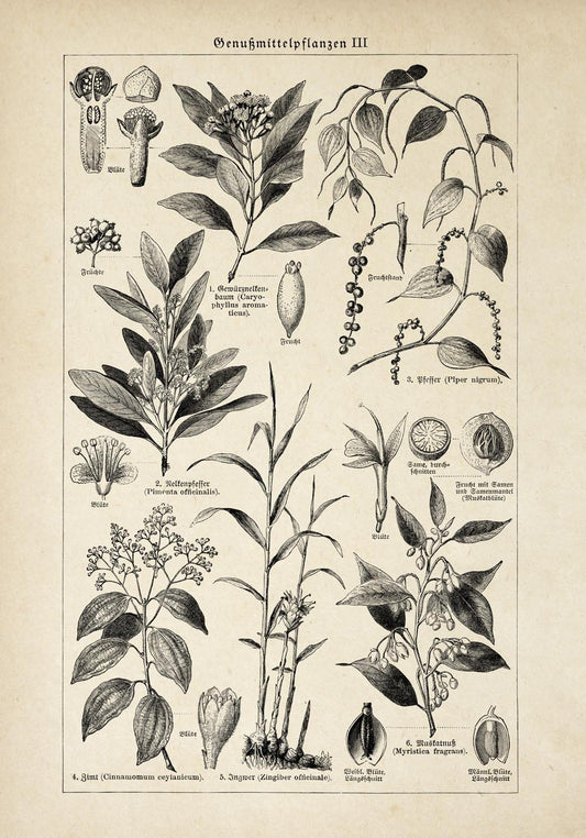 Antique Plant Seeds I Poster