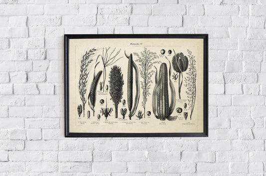 Antique Corn Plant Poster