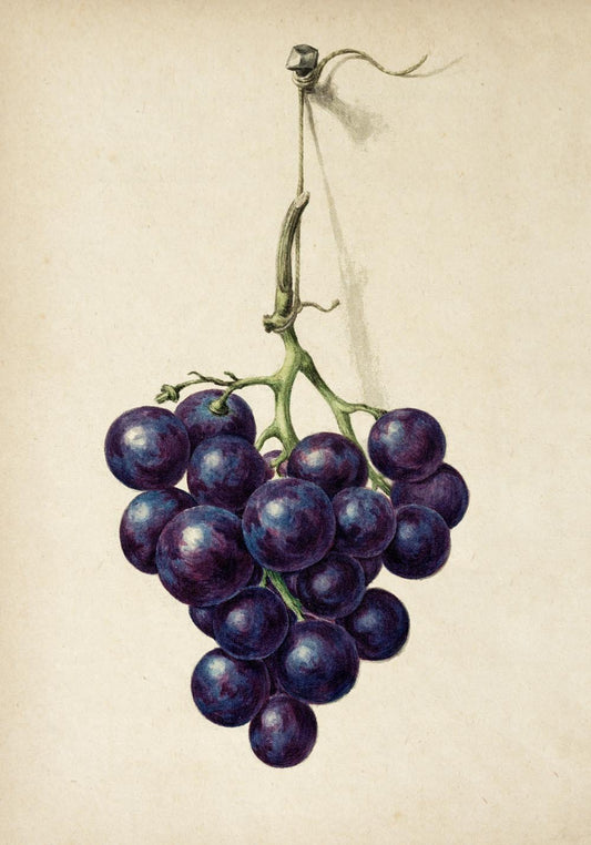 Antique Grapes Poster