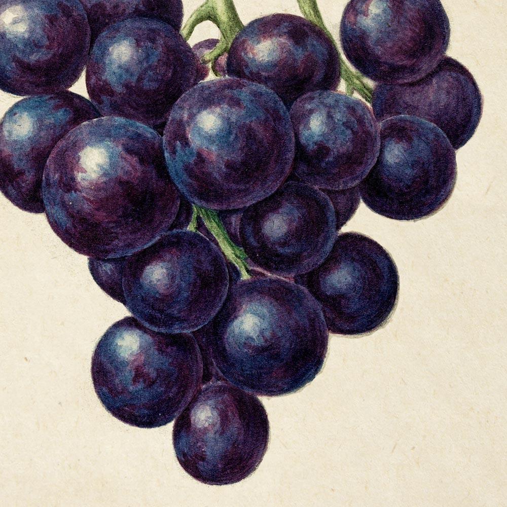 Antique Grapes Poster