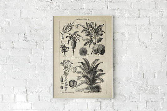 Antique Flowers and Plants Poster