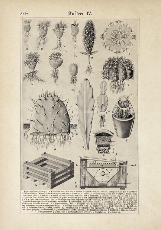 Antique Cactus Plant I Poster