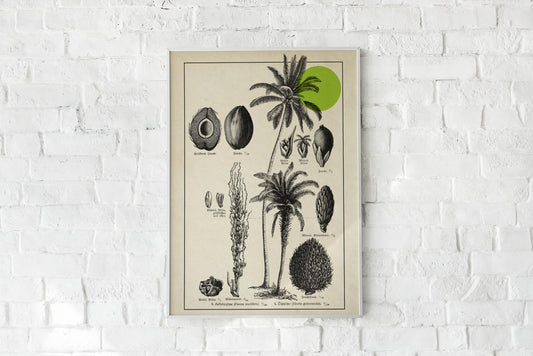 Antique Coconut Plant Poster