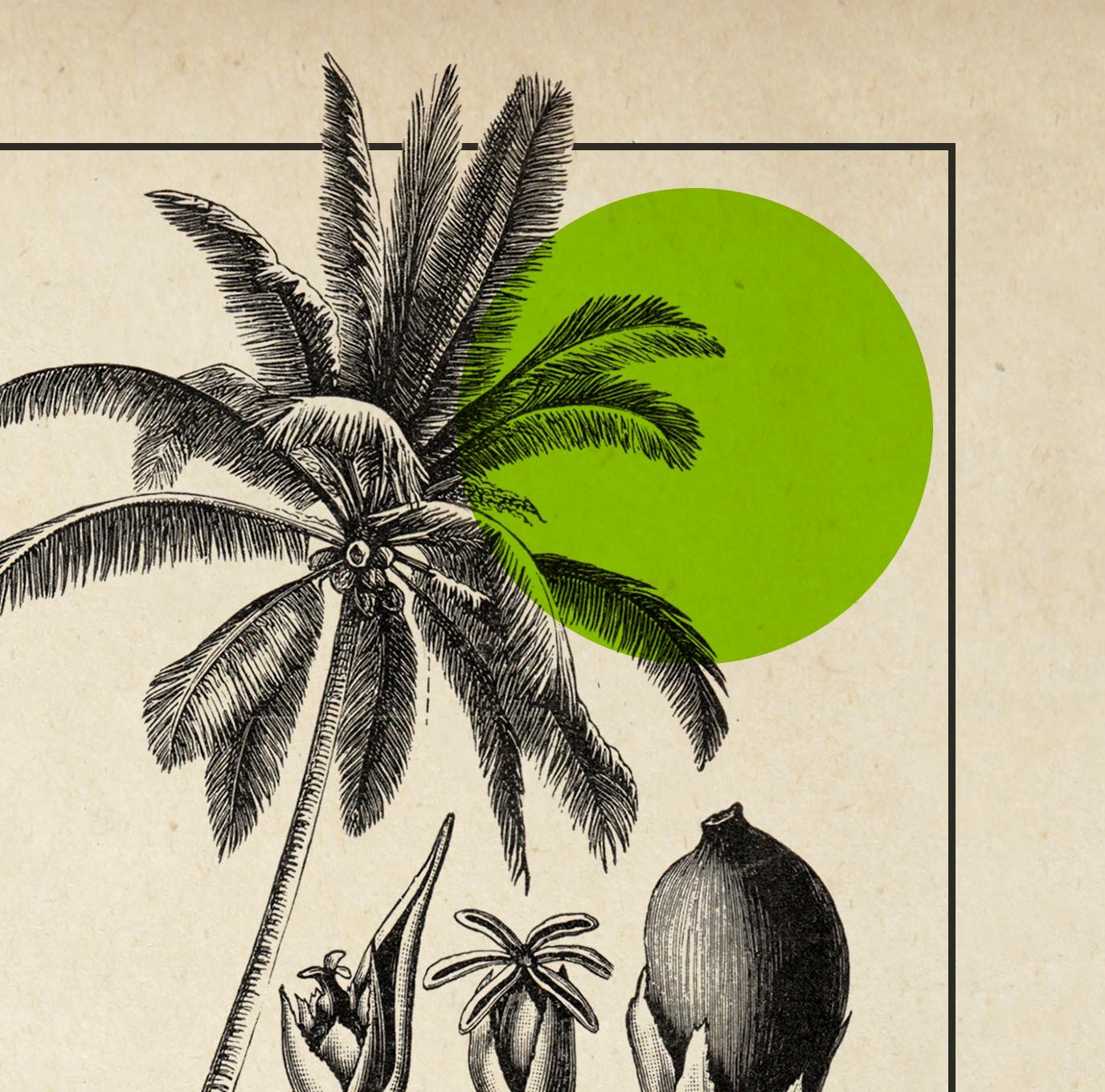 Antique Coconut Plant Poster