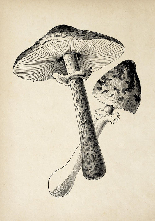 Antique Mushroom Poster