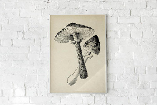 Antique Mushroom Poster