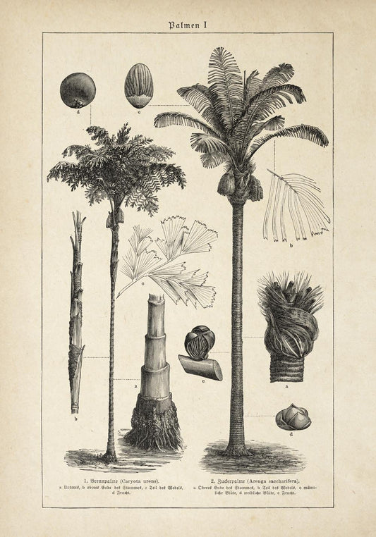 Antique Palm Tree I Poster