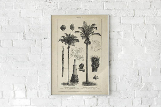 Antique Palm Tree I Poster