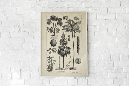 Antique Palm Tree II Poster