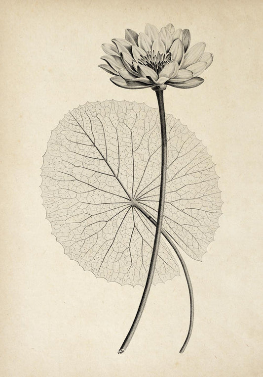 Antique White Egyptian Lotus Flower Poster