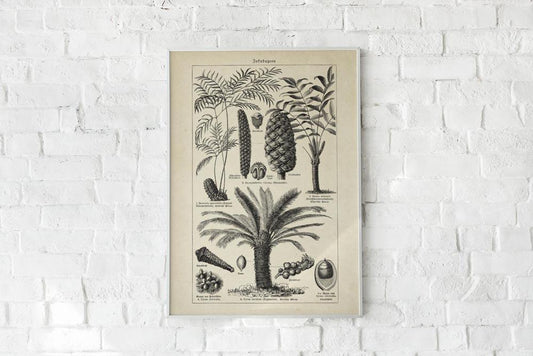 Antique Palm Tree III Poster