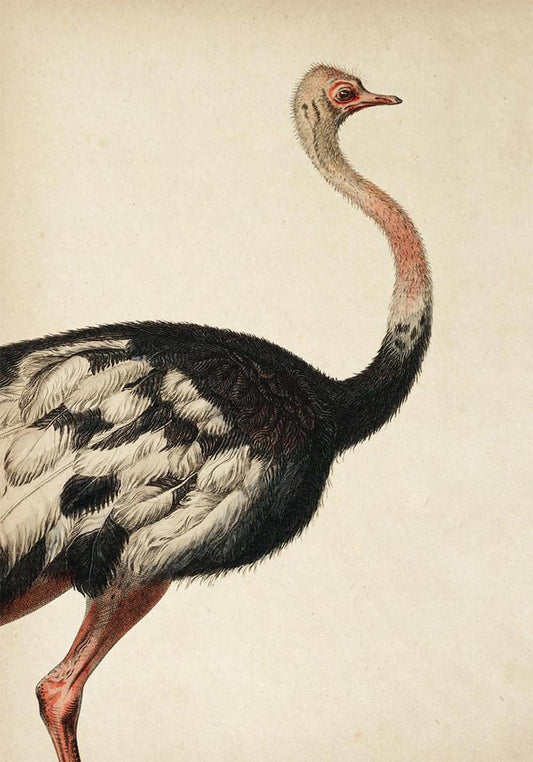 Antique Ostrich I Poster