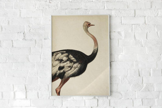 Antique Ostrich I Poster