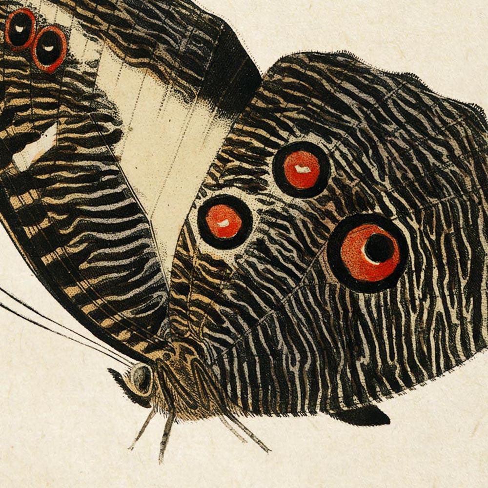 Antique Butterfly Poster