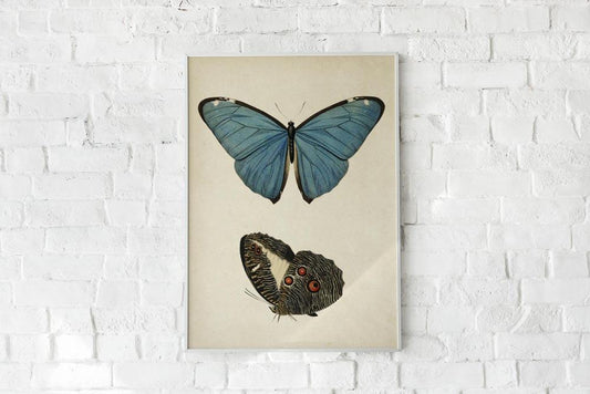 Antique Butterfly Poster
