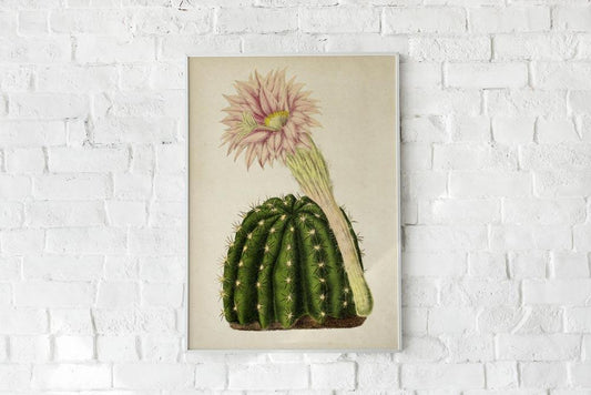 Antique Cactus with Flower Poster