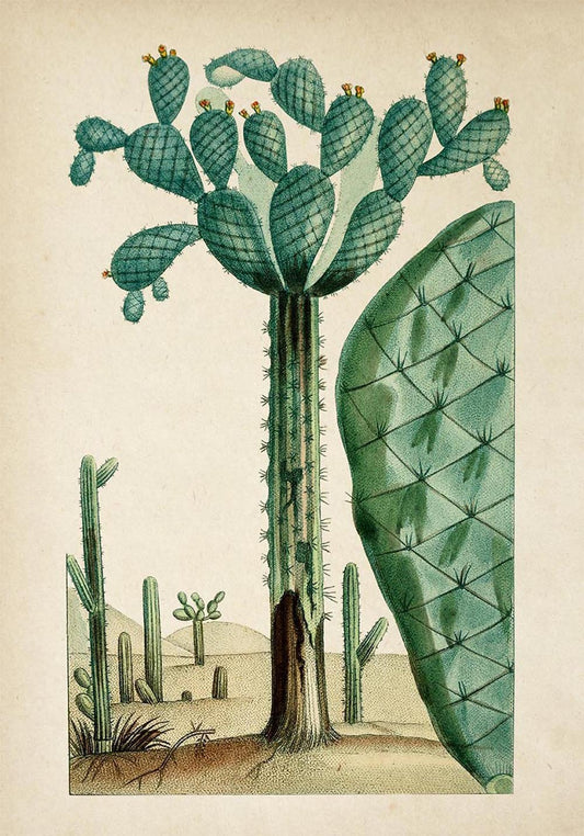Antique Blooming Cactus Poster