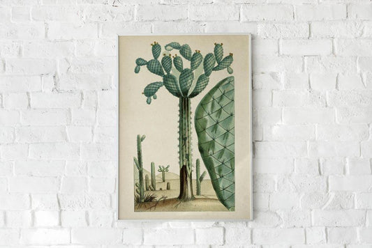 Antique Blooming Cactus Poster