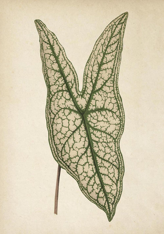 Antique Plant Leaf Poster