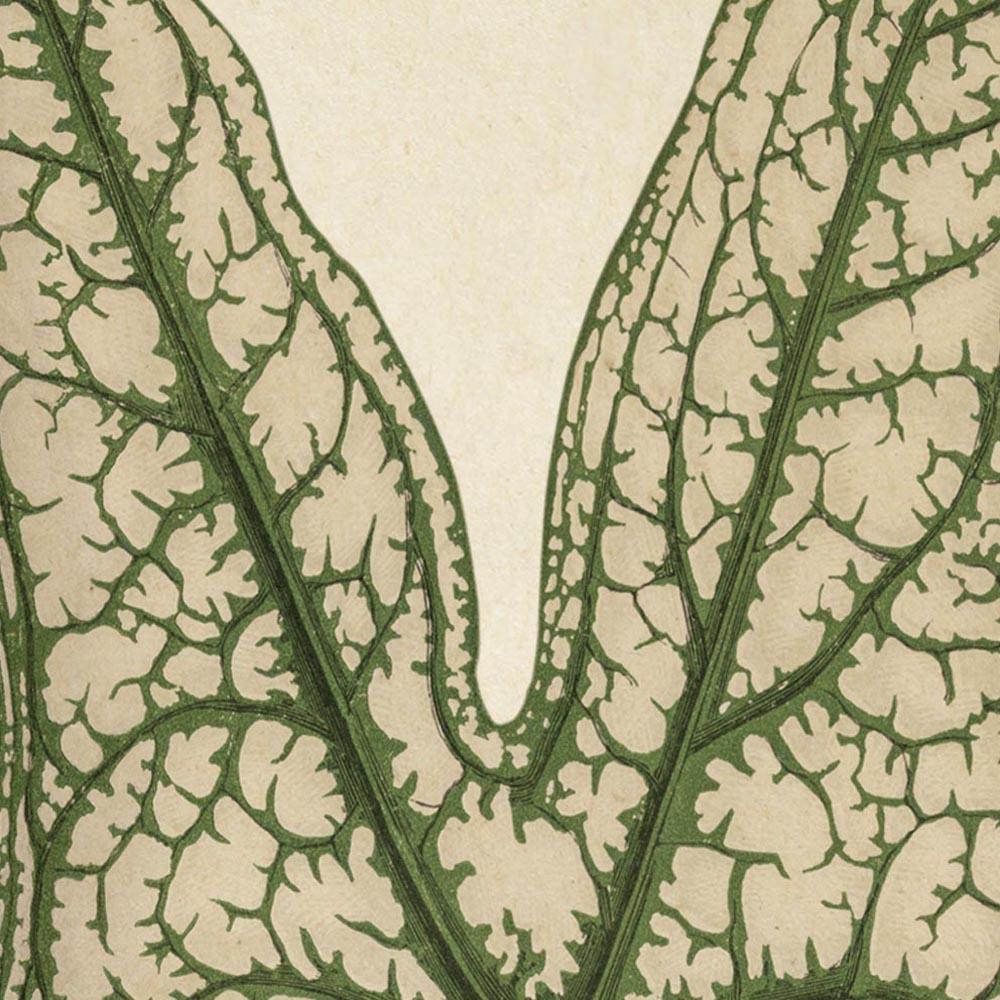 Antique Plant Leaf Poster