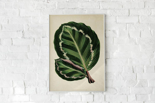 Antique Plant Leaf I Poster