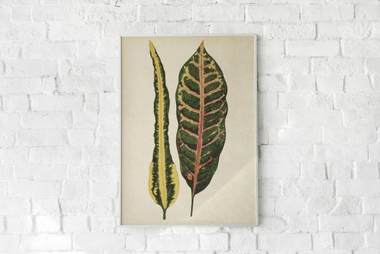 Antique Plant Leaves Poster